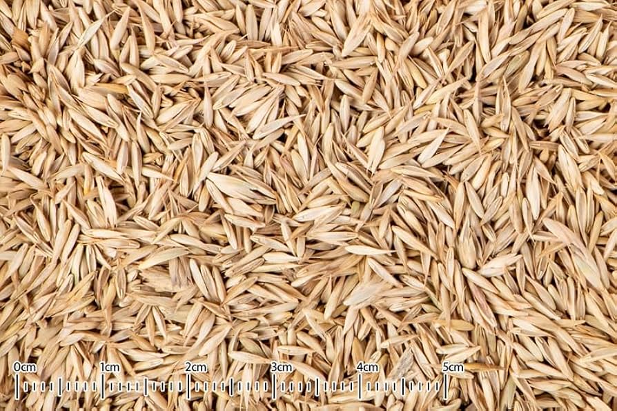 Amazon | 黒瀬ペットフード オーチャードグラスの種 15g